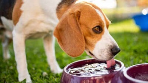 5 Refreshing & Safe Alternatives to Water for Your Dog